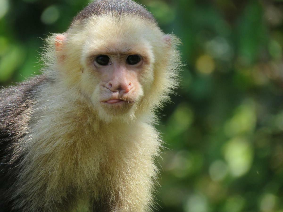 La Maison Blanche Manuel Antonio Kültér fotó