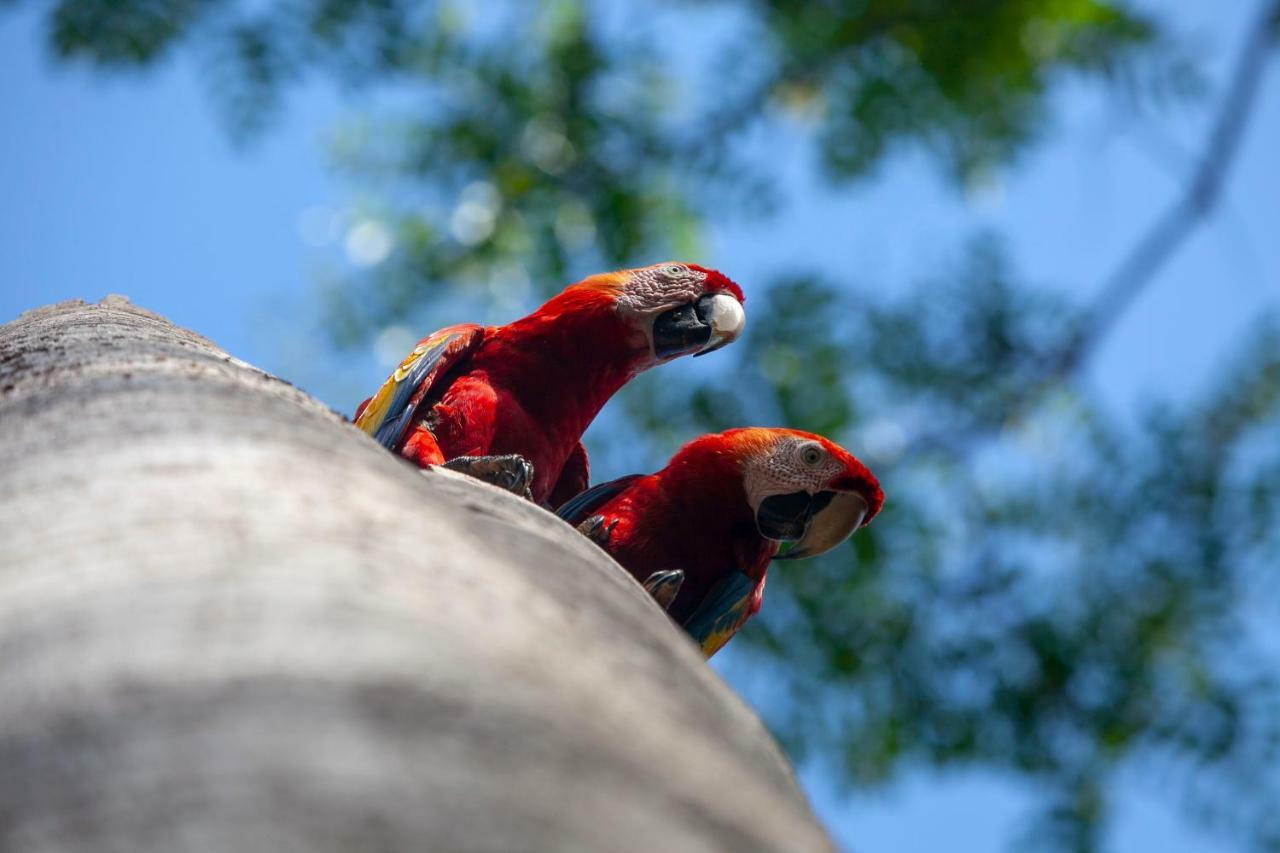 La Maison Blanche Manuel Antonio Kültér fotó