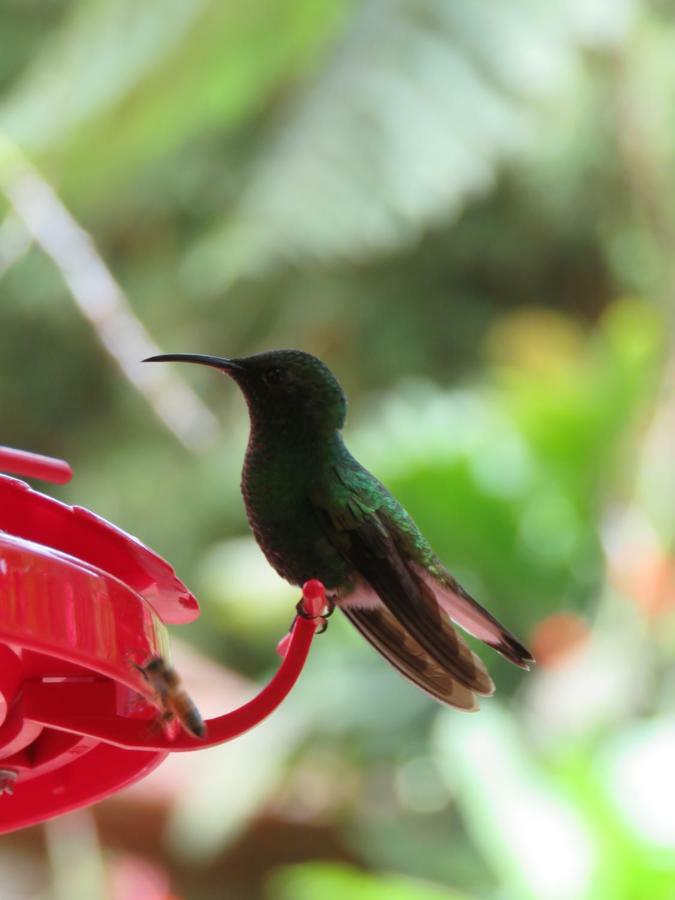 La Maison Blanche Manuel Antonio Kültér fotó